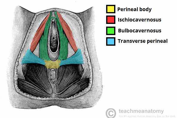 Muscles-attaching-to-the-Pelvic-Body