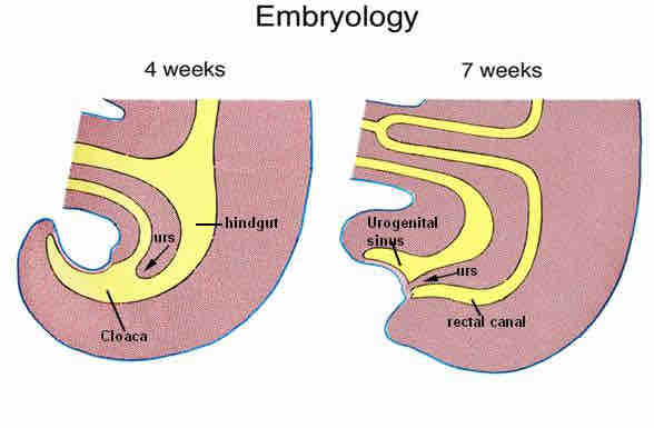 embryology