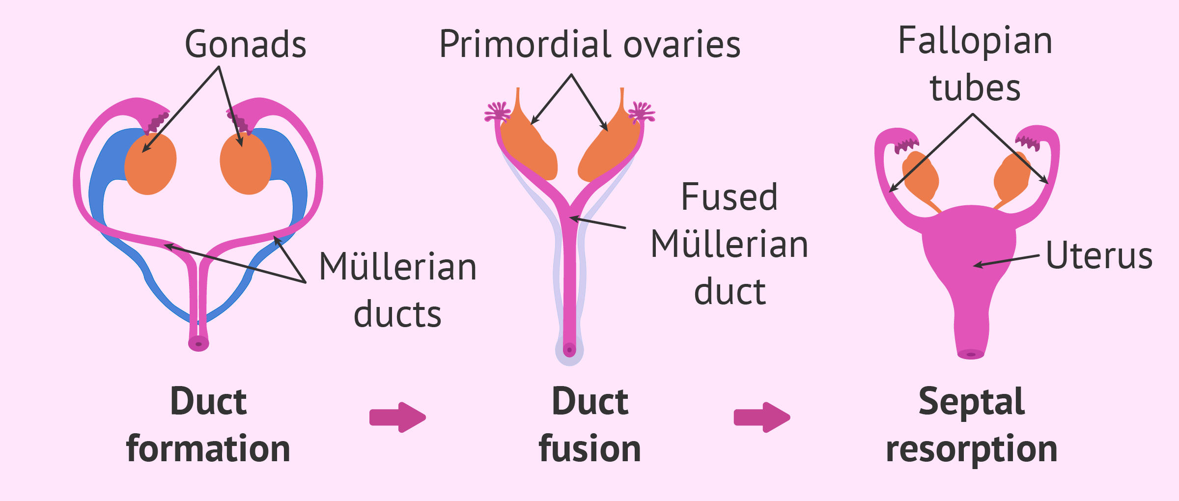 uterus